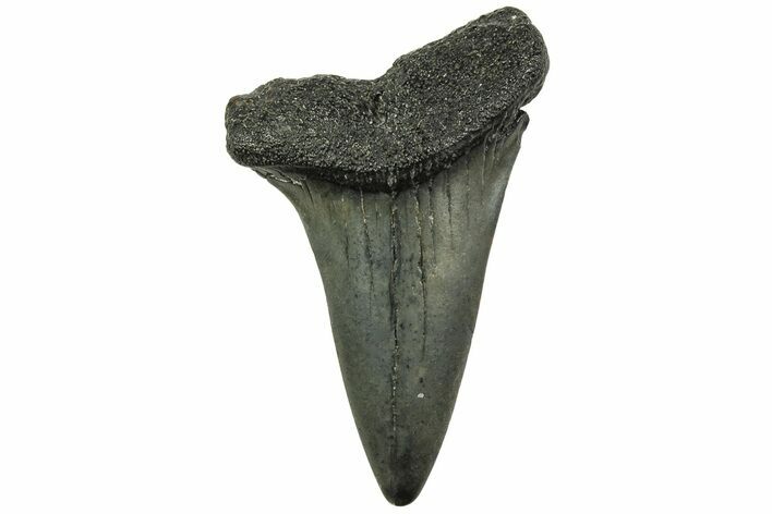 Fossil Broad-Toothed Mako Tooth - South Carolina #214688